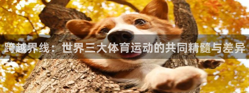 熊猫体育公园价格